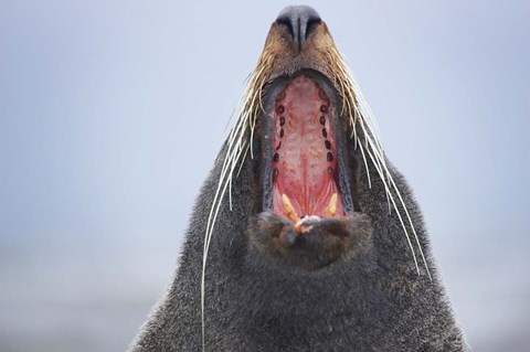 Framed New Zealand Fur Seal, Kaikoura Peninsula, New Zealand Print
