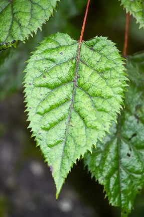 Framed Wineberry, West Coast, South Island, New Zealand Print