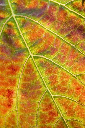 Framed Autumn, Domain Road Vineyard, South Island, New Zealand Print