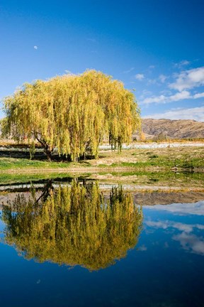 Framed Domain Road Vineyard, Bannockburn, South Island, New Zealand Print