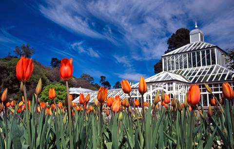 Framed Winter Garden, Botanic Gardens, Dunedin, New Zealand Print