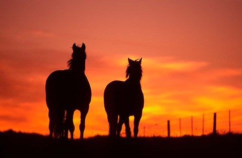 Framed Horses at Sunset near Ranfurly, Maniototo, Central Otago Print