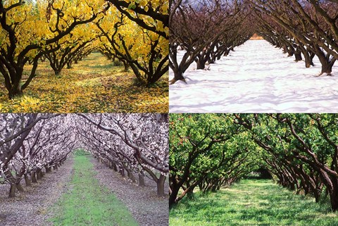 Framed Orchard through the Seasons, Central Otago, South Island, New Zealand Print