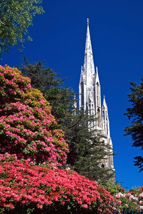 Framed Rhododendrons and First Church, Dunedin, New Zealand Print