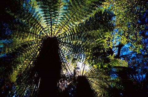Framed Tree Ferns, Catlins, South Island, New Zealand Print