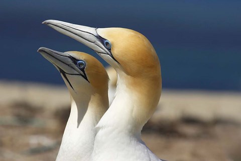 Framed Australasian Gannet tropical bird, Hawkes Bay New Zealand Print