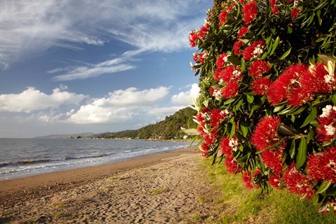 Framed Beach, Pohutukawa, Thornton Bay, No Island, New Zealand Print