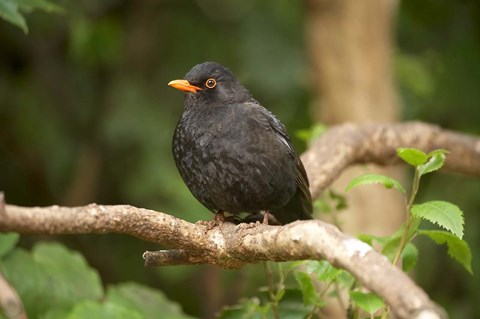 Framed Blackbird, Karori Wildlife, North Island, New Zealand Print