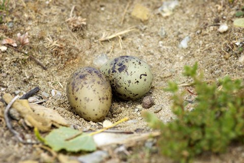 Framed Black-Fronted Tern eggs, South Island, New Zealand Print