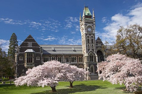 Framed Clock Tower, Historical Registry Building and Spring Blossom, University of Otago, South Island, New Zealand Print