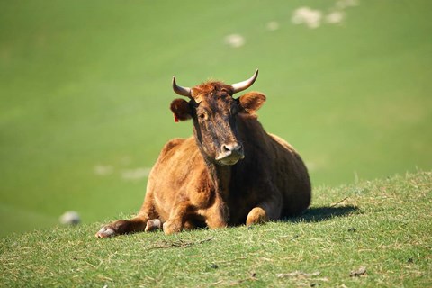 Framed Cow, Farm Animal, Dunedin, South Island, New Zealand Print