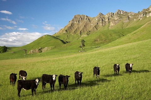 Framed Cows and farmland below Te Mata Peak, Hawkes Bay, North Island, New Zealand Print
