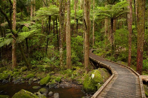 Framed Footbridge over Waikoromiko Stream and forest, North Island, New Zealand Print