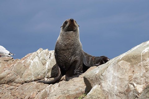 Framed Fur Seal, Kaikoura Coast, South Island, New Zealand Print