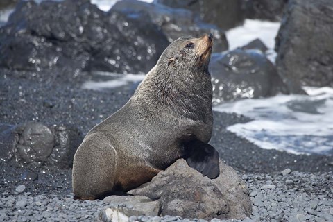 Framed Fur Seal, Ngawi, Wairarapa, North Island, New Zealand Print