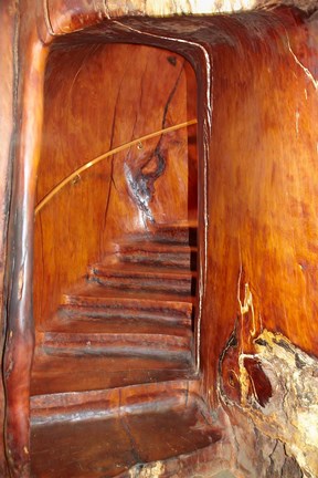 Framed Giant kauri tree, Awanui, North Island, New Zealand Print