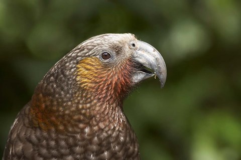 Framed Kaka, Tropical Bird, Karori Sanctuary, New Zealand Print