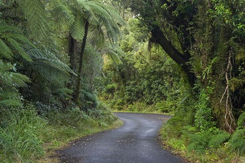 Framed Path to Dawson Falls, Egmont, North Island, New Zealand Print