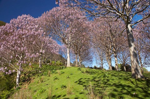 Framed Paulownia Plantation, Spring Season, New Zealand Print