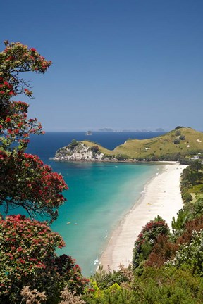 Framed Pohutukawa Tree, Beach, North Island, New Zealand Print