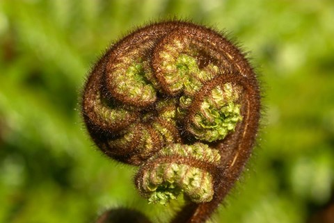 Framed Ponga Tree Fern Frond, South Island, New Zealand Print