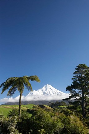 Framed Punga, Taranaki Mountain, North Island, New Zealand Print