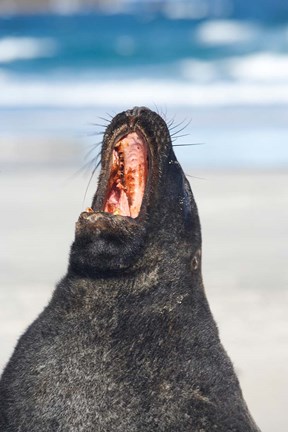 Framed Sea Lion, Sandfly Bay, Otago, South Island, New Zealand Print