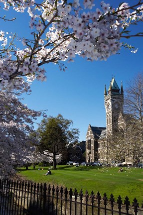 Framed Spring, Clock Tower, Dunedin, South Island, New Zealand (vertical) Print