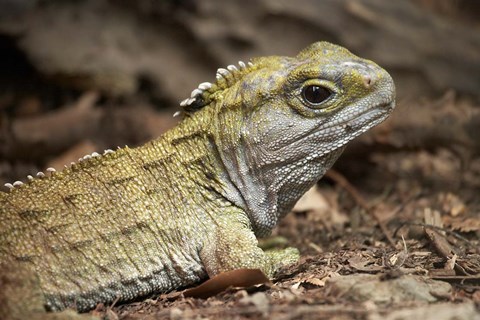 Framed Tuatara, lizard, Pukaha Mount Bruce Wildlife, New Zealand Print