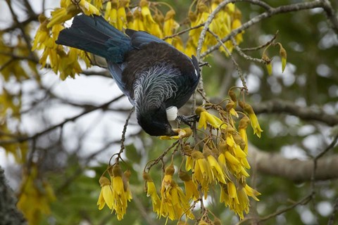 Framed Tui bird, Kowhai Tree, North Island, New Zealand Print