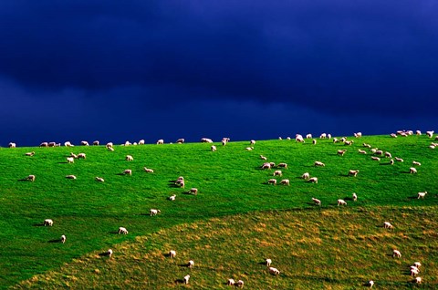Framed New Zealand, South Island, sheep grazing, farm animal Print