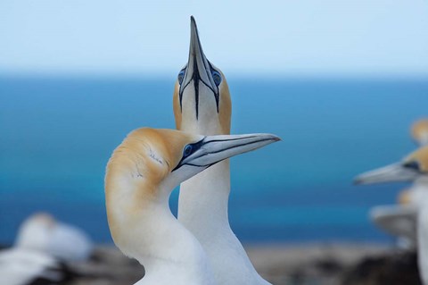 Framed Australasian Gannet birds, Hawkes Bay, New Zealand Print