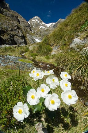 Framed New Zealand Arthurs Pass, Mountain buttercup flower Print