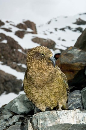 Framed New Zealand, South Island, Arrowsmith, Kea bird up close Print