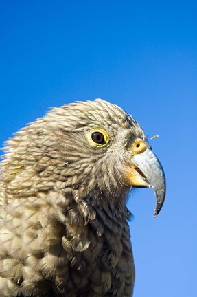 Framed Close up of Kea Bird, Arthurs Pass NP, South Island, New Zealand Print