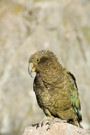 Framed New Zealand, South Island, Arthurs Pass NP, Kea Print