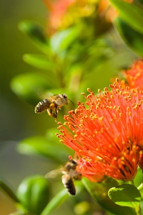 Framed New Zealand, South Island, Bee on Rata flower Print