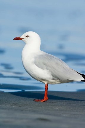 Framed New Zealand, South Island, Karamea Redbilled Gull Print