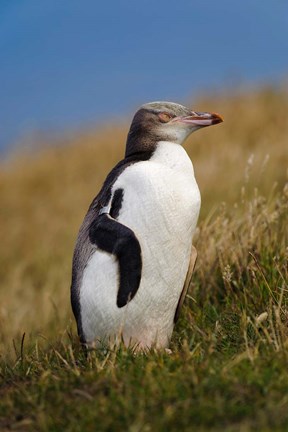 Framed New Zealand, Katiki Point, Yellow-eyed Penguin Print