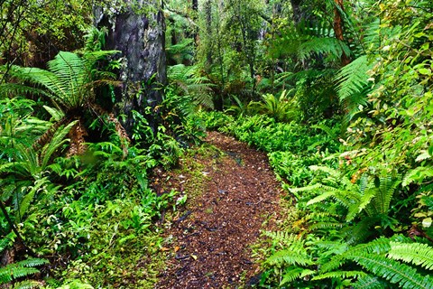 Framed New Zealand, Otago, Old Coach Walking Path, Forest Print