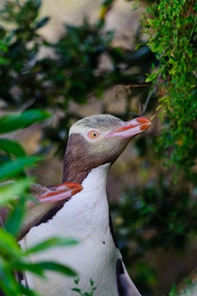 Framed New Zealand, South Isl, Otago, Yellow-eyed penguin Print