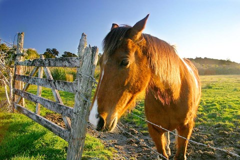 Framed New Zealand, South Island, Horse ranch, farm animal Print