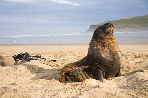 Framed Sea lions on beach, Catlins, New Zealand Print