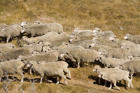 Framed Farm animals, Sheep herd, South Island, New Zealand Print