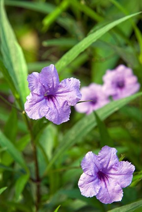 Framed Flowers, Antigua, West Indies, Caribbean Print