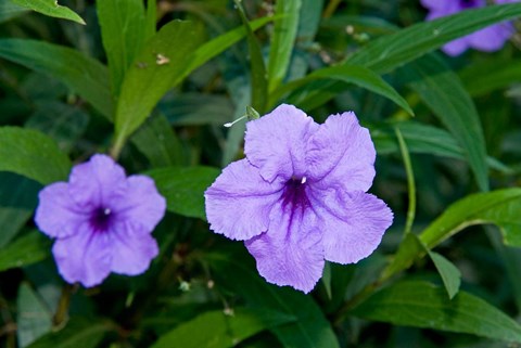 Framed Purple Flowers, Antigua, West Indies, Caribbean Print