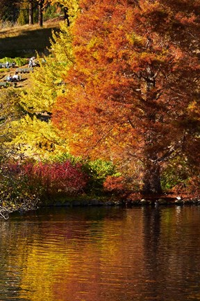 Framed Autumn colour in pond, Botanic Gardens, Dunedin, Otago, South Island, New Zealand Print