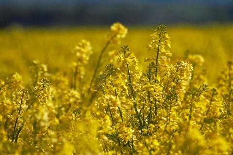 Framed Rapeseed Agriculture, South Canterbury, New Zealand Print