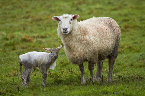 Framed Sheep and lamb, Taieri Plains, Otago, New Zealand Print