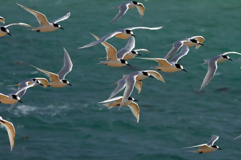 Framed White-fronted Terns, Aramoana, Dunedin, Otago, New Zealand Print